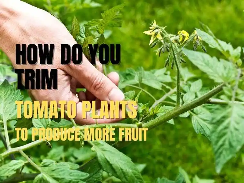 trimming tomato plants to produce more fruit