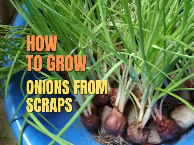 How to grow onions from scraps?