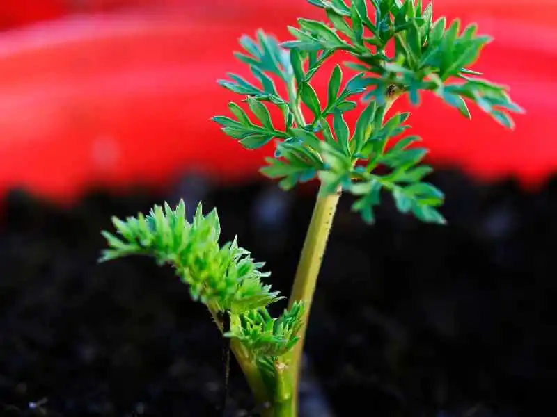 small carrot plant in 5 gallon bucket