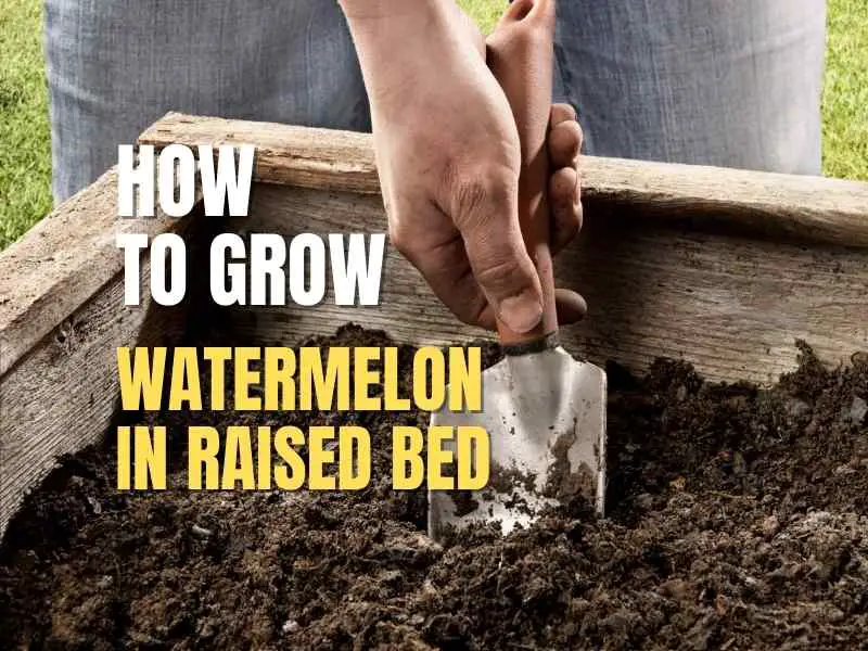 Preparing raised bed for watermelon plant