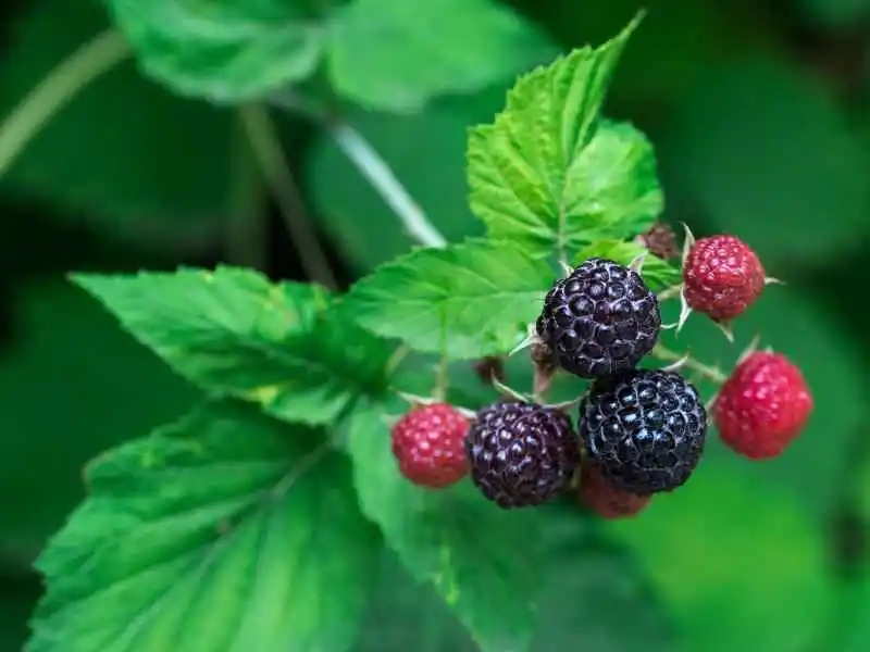 RASPBERRY PLANT