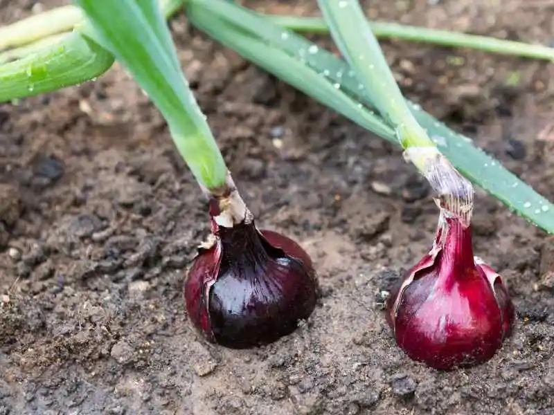 freshly grown onions