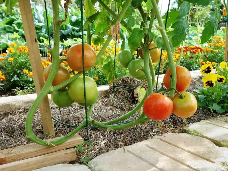 Trimming Tomato plants