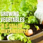 vegetables in 5 gallon container