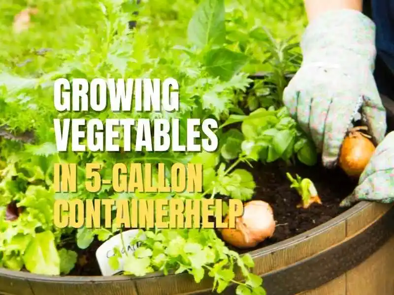 Growing vegetables in 5-gallon container