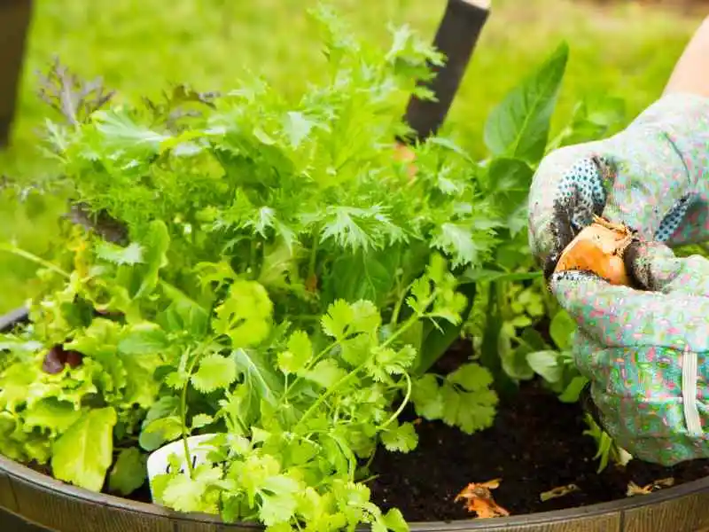 vegetables in 5-gallon container