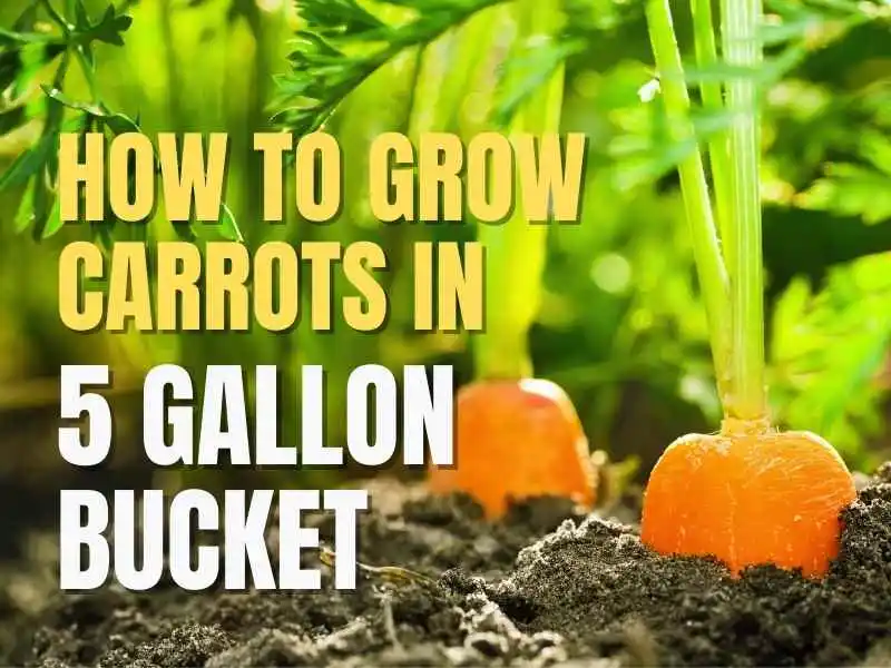 grown up carrots 