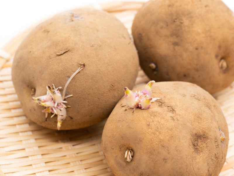 planting potato sprouting