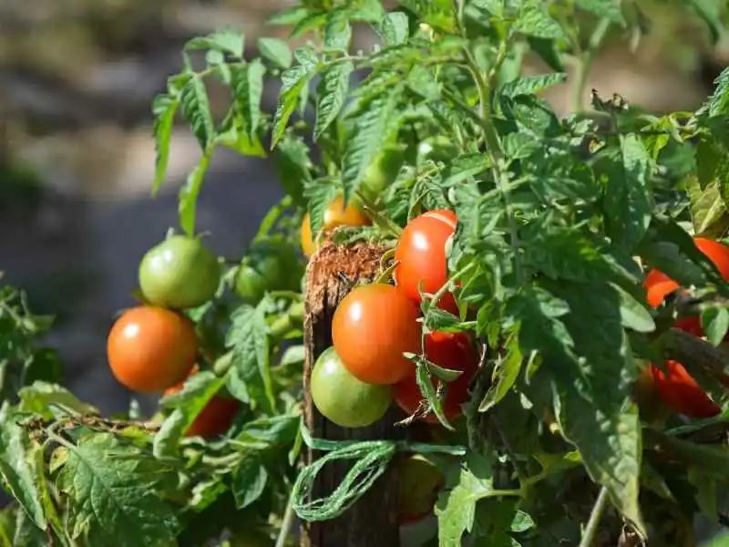 trimmed tomato plants that produce more fruit