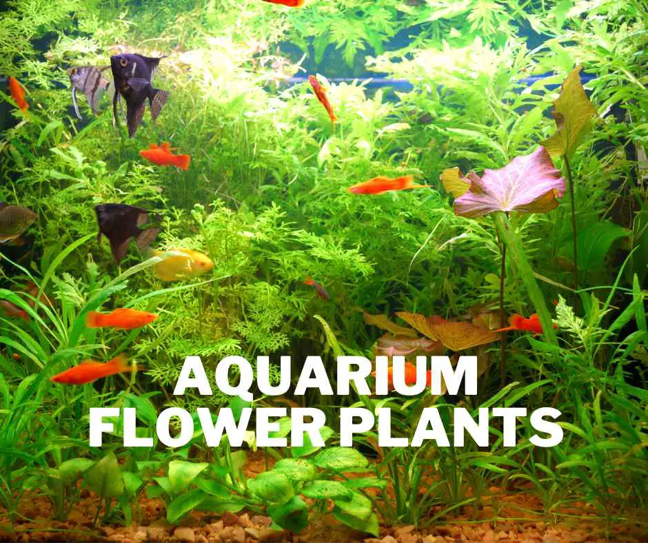 Aquarium flower plants