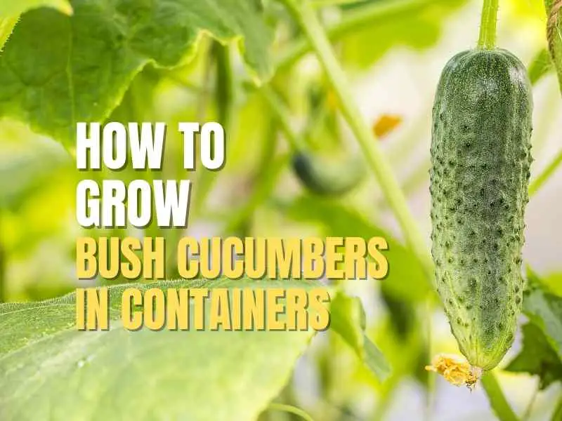 Bush Cucumbers In Containers