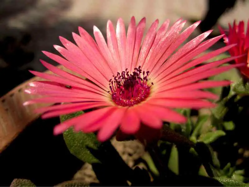 Growing Ice Plant pink flower