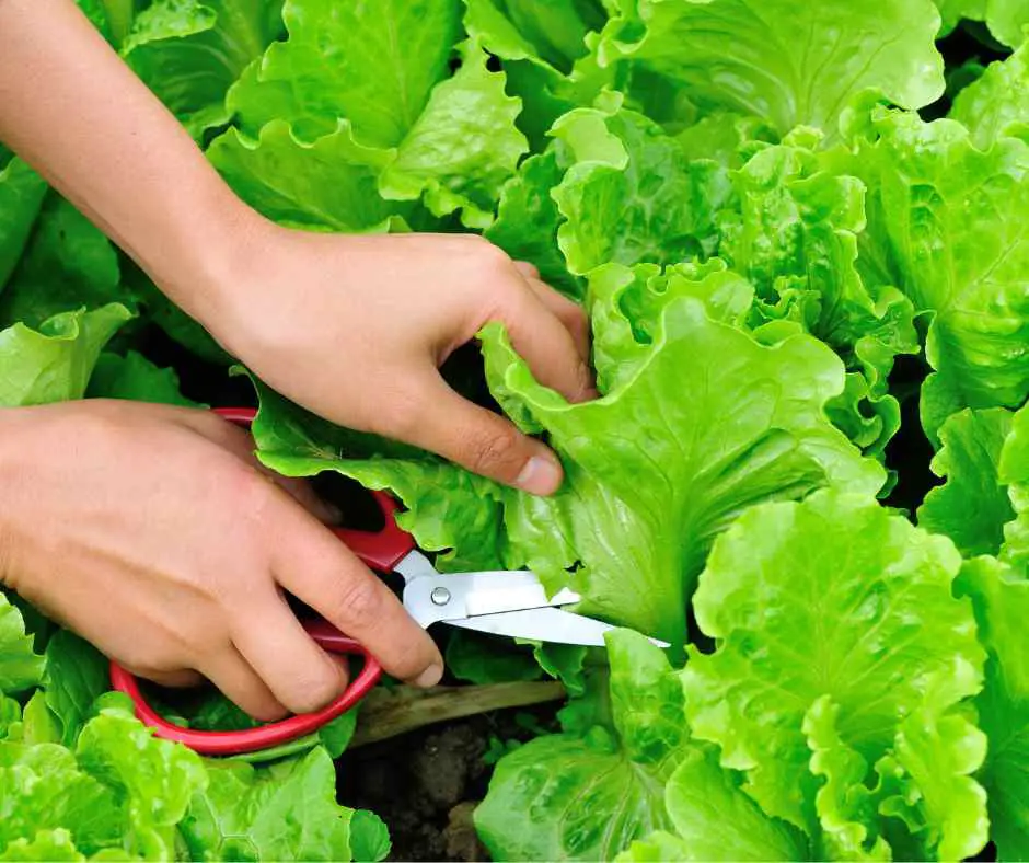 harvesting lettuce with scissors