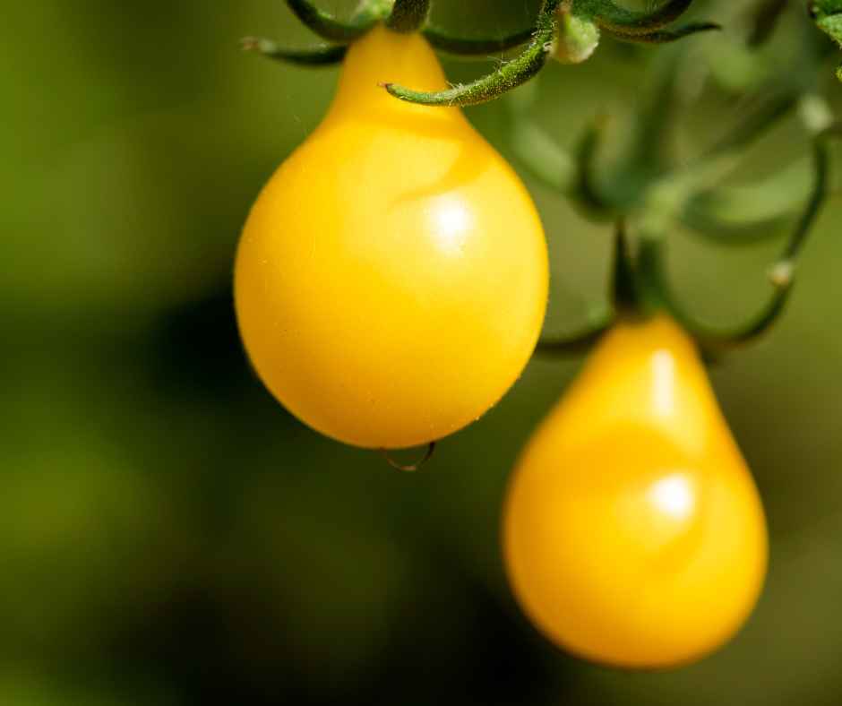 Harvesting yellow pear tomatoes