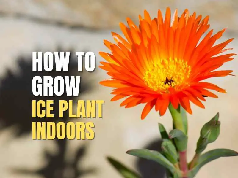 Ice Plant Indoors