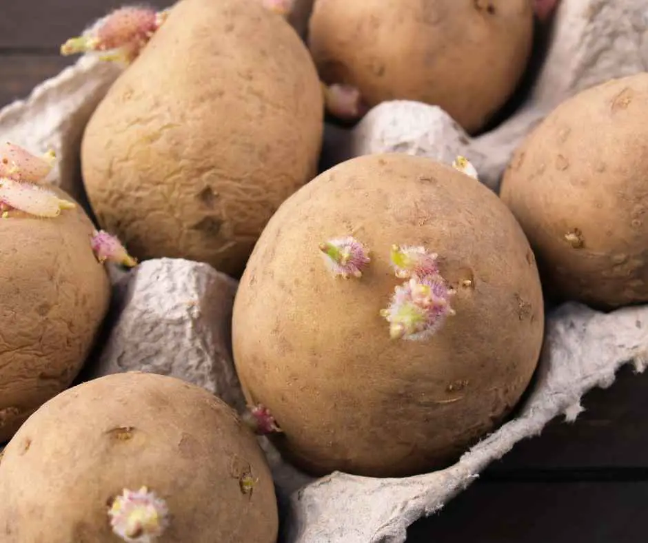 Potatoes with eyes