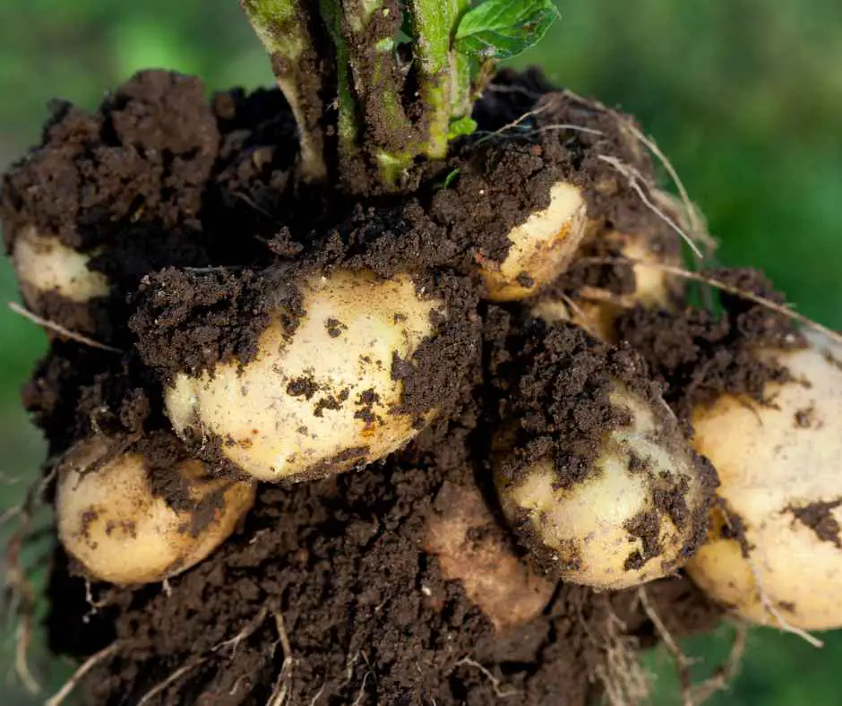 Ways to plant potatoes