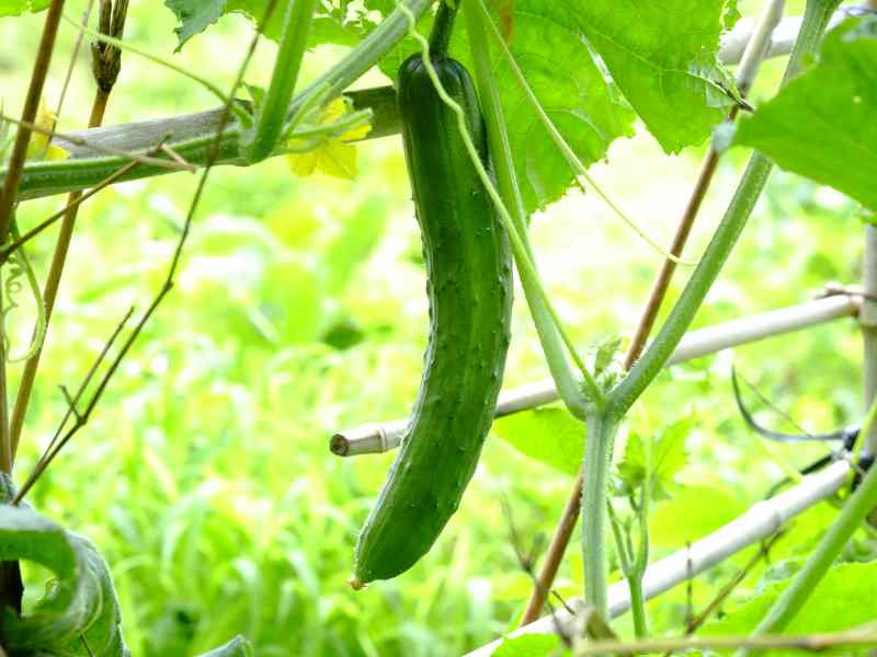 Cucumber plant In Containers with support