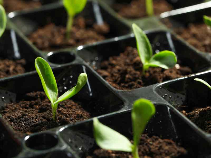 cucumber seed starting in trays