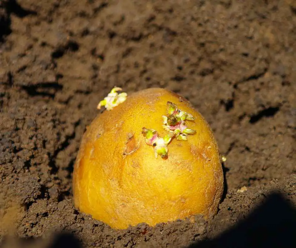 cut potatoes eyes for planting