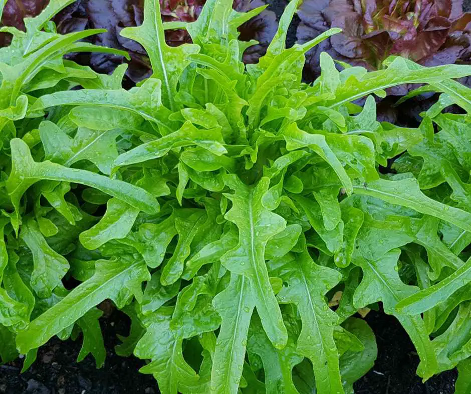 iceberg lettuce plant