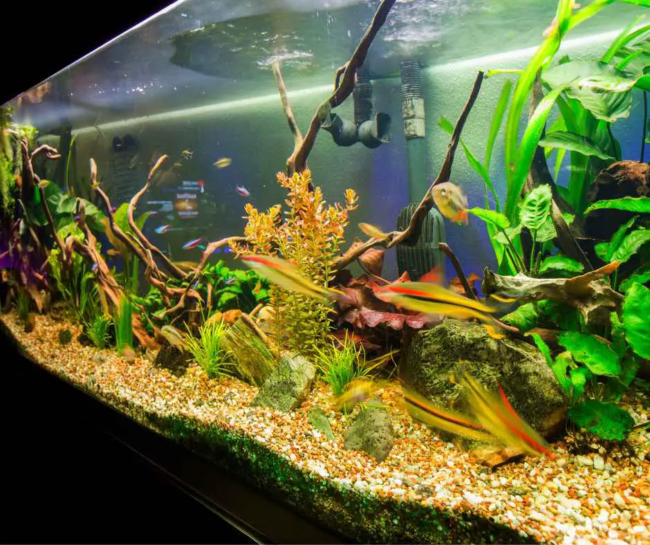 planting aquarium flower plants