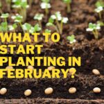 planting in February