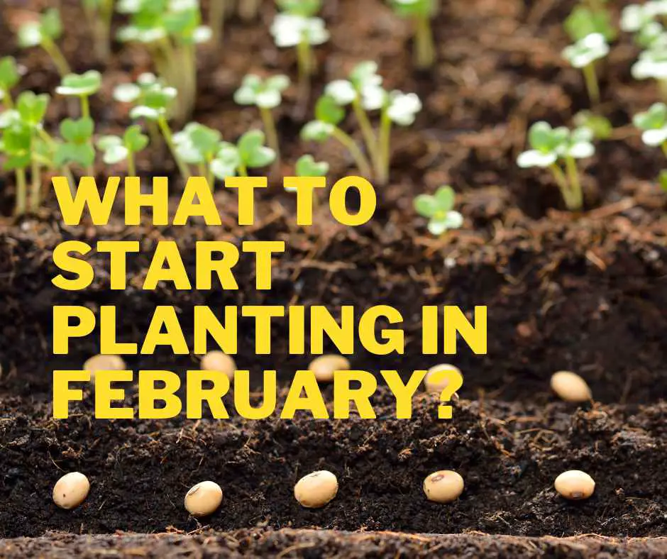 planting in February