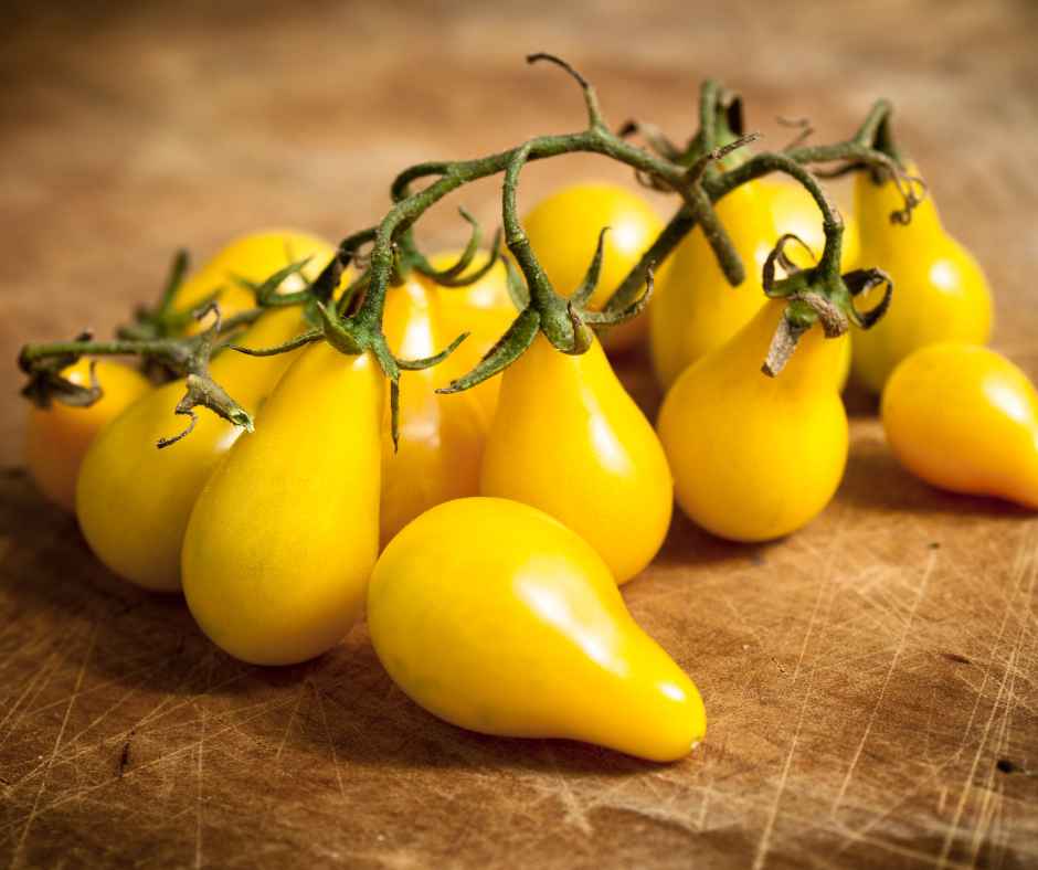 yellow pear tomato plants