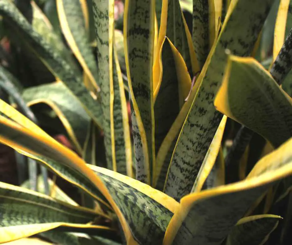 Diseases of snake plants