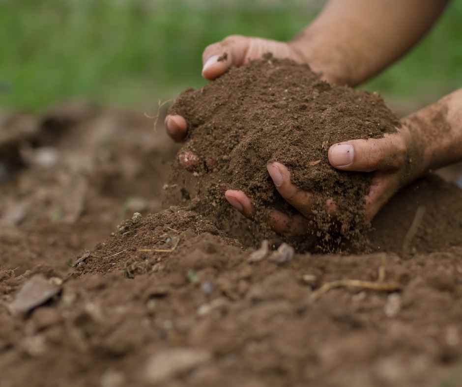 clay soil