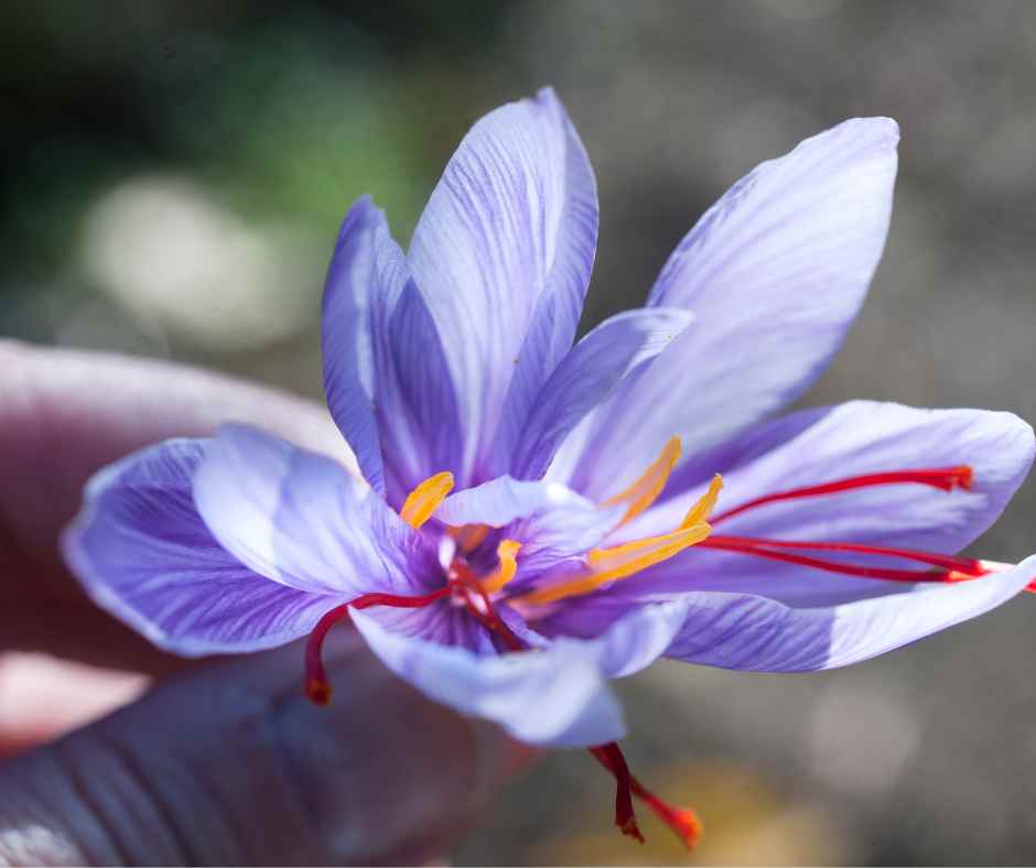 grow saffron