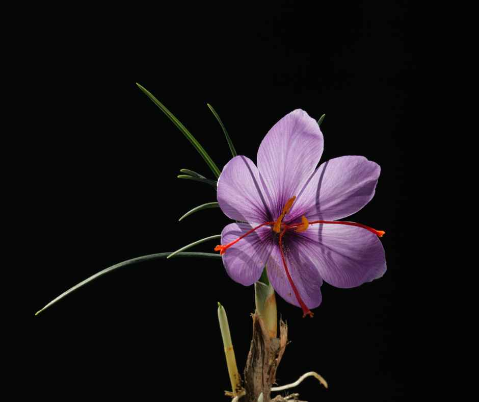 how to grow saffron