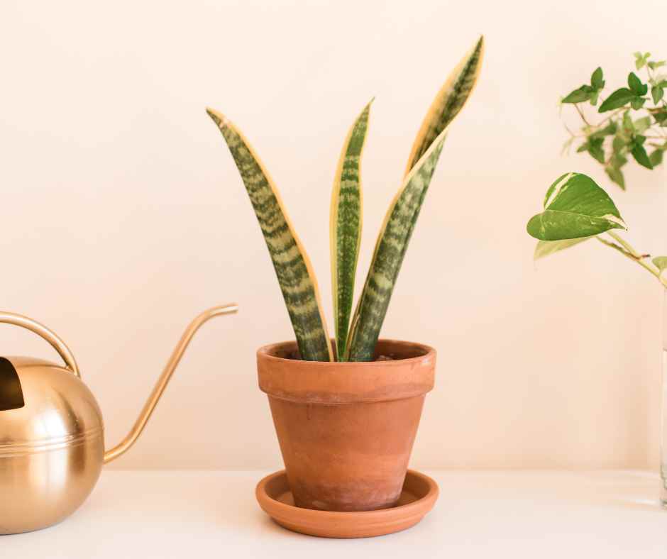 propogate snake plant