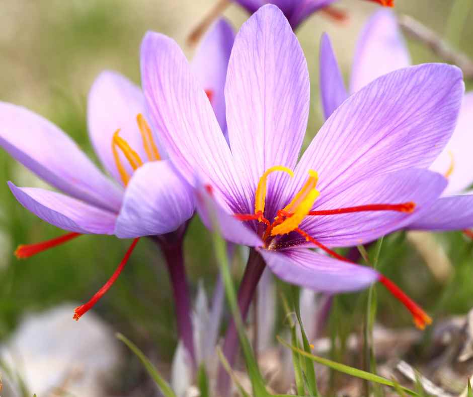 saffron flower