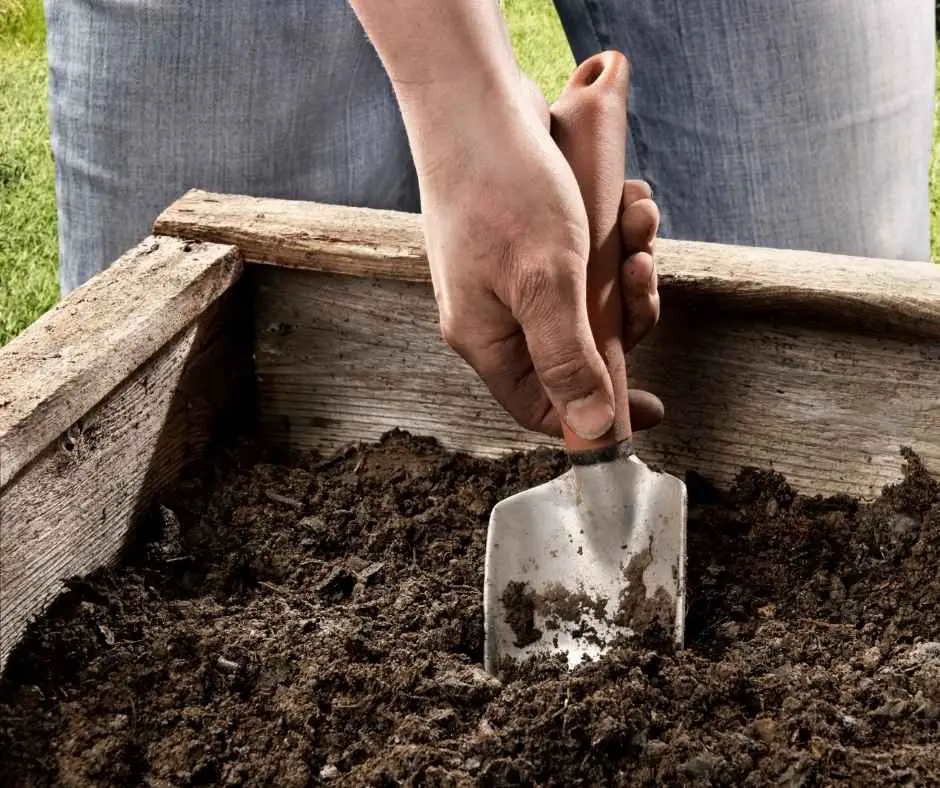 soil in raised bed