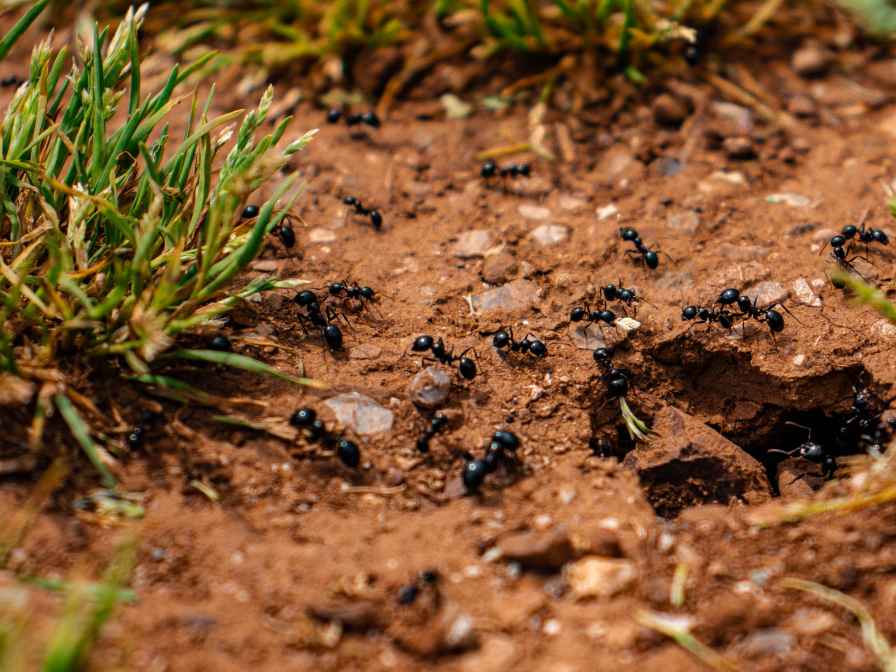 Ants in the Garden Soil