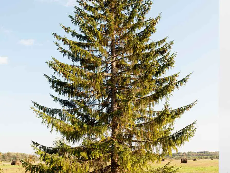 Black Hills Spruce Tree