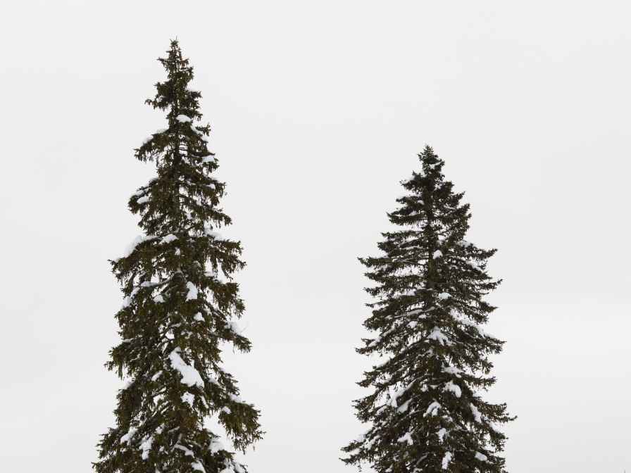 Black Hills Spruce Trees