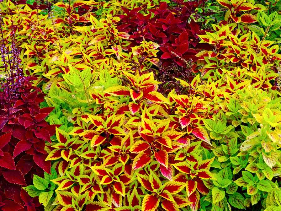 Coleus companion plants