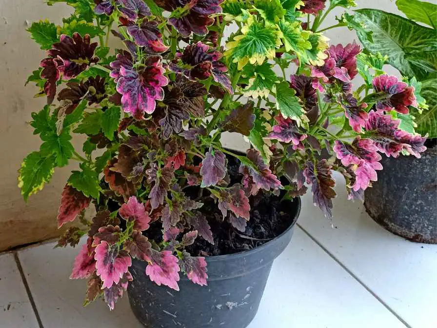 Coleus in a Container