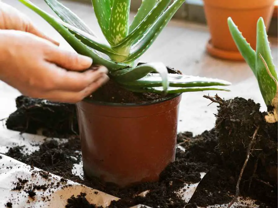 Filling the Aloe vera container with the prepared soil mix