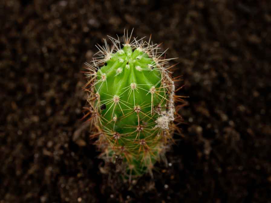 How to Make Soil for Cactus