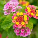 Lantana flowers