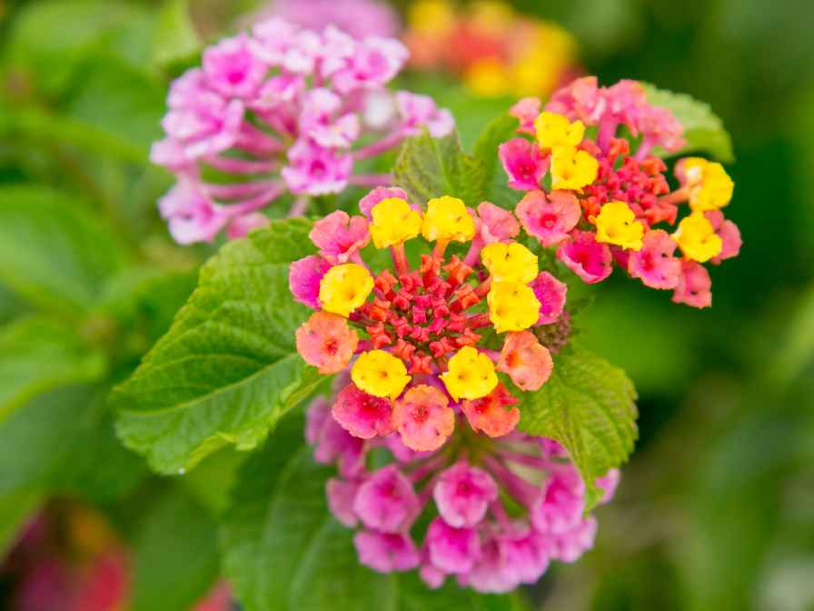 Lantana flowers