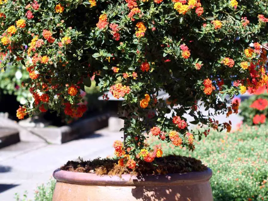 Lantana in a Container