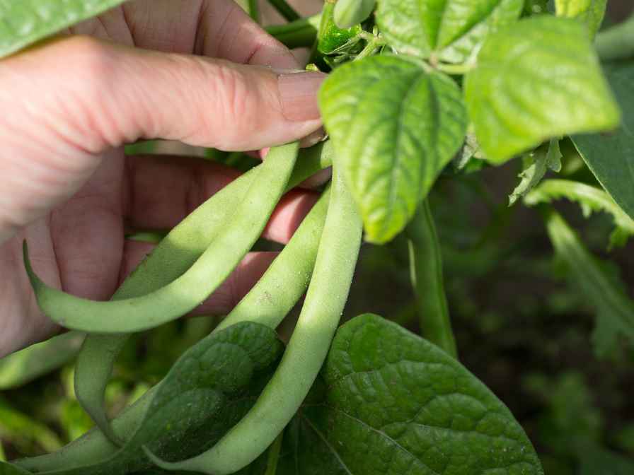 Navy Bean Plants