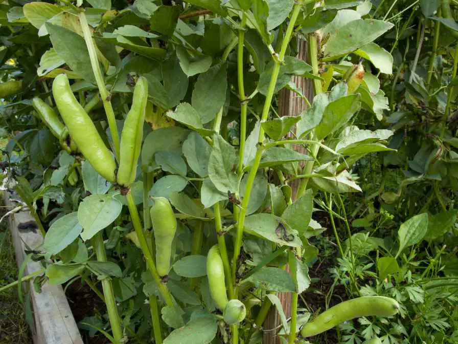 Navy Bean Plant