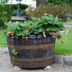 Plant with Strawberries in a Container