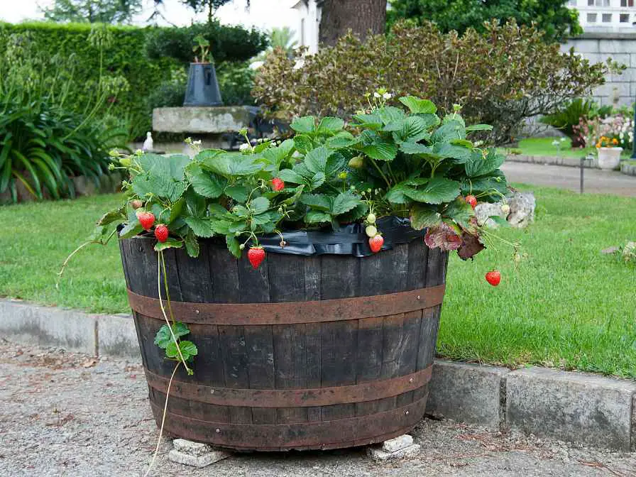 Plant with Strawberries in a Container
